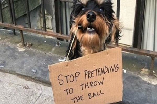Απίστευτο: Αυτός ο σκύλος έγινε viral επειδή έδειξε στους ανθρώπους τι κάνουν λάθος