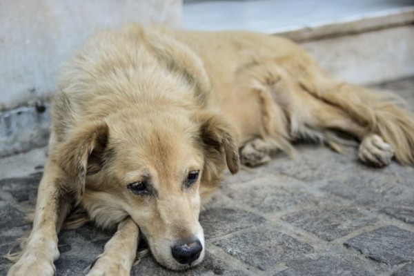 Κτηνωδία στο Κιλκίς: Σκότωσε σκύλο και πήρε πρόστιμο 30.000 ευρώ