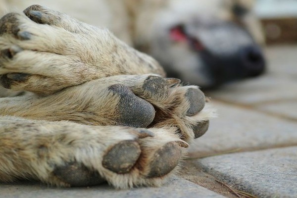 Φρίκη στη Βρετανία: Σκότωσε το σκύλο του γείτονα με δηλητηριασμένο κρέας
