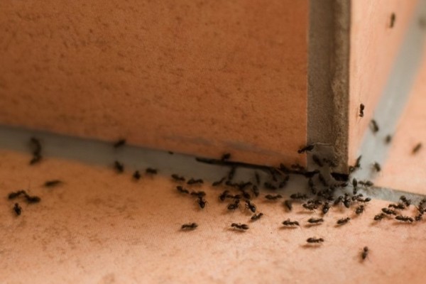 Σας έχουμε τη λύση: 3+1 φυσικοί τρόποι για να διώξετε τα μυρμήγκια από το σπίτι