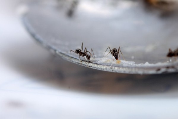 Το μυστικό για να εξαφανίσετε τα μυρμήγκια από τον πάγκο της κουζίνας