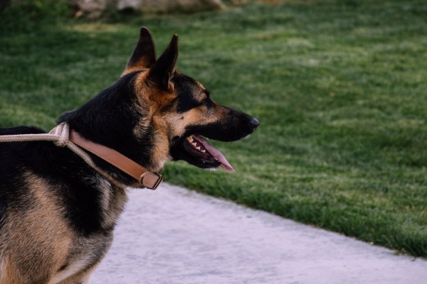Αστυνομικός σκύλος βοήθησε να ξεσκεπαστεί συμμορία που διακινούσε ναρκωτικά