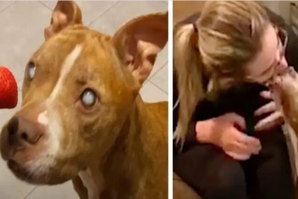 Τυφλός σκύλος βρίσκει την όραση του και η χαρά του δεν περιγράφεται (Βίντεο)