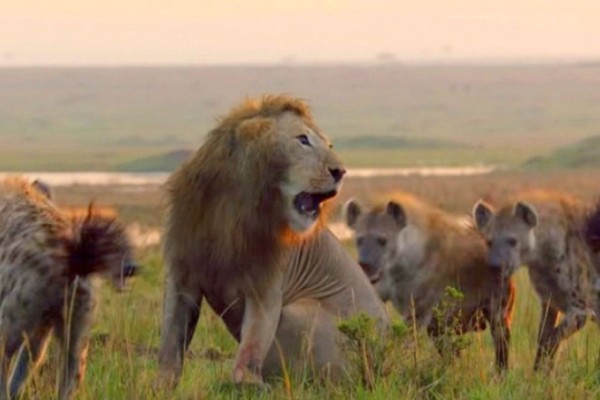 Ύαινες επιτίθενται σε λιοντάρι - Η στιγμή που τις έκανε να τρέξουν μακριά (video)