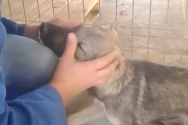 Αυτός ο σκύλος κλαίει κάθε φορά που τον αγγίζει κάποιος - Μέχρι που γνώρισε αυτή τη γυναίκα (Βίντεο)