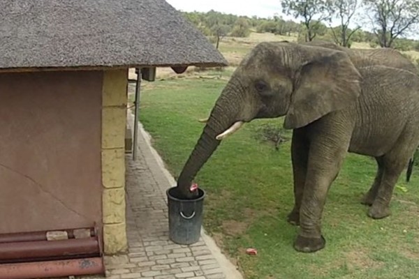 Σωστός νοικοκύρης: Eλέφαντας με οικολογική συνείδηση μαζεύει τα σκουπίδια!