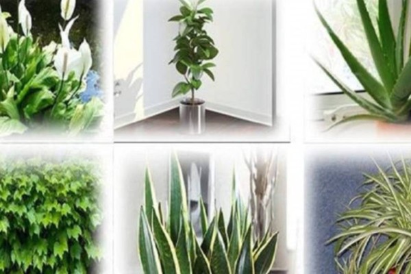 Αυτά τα φυτά είναι βόμβες οξυγόνου - Πάρτε τουλάχιστον ένα σπίτι σας