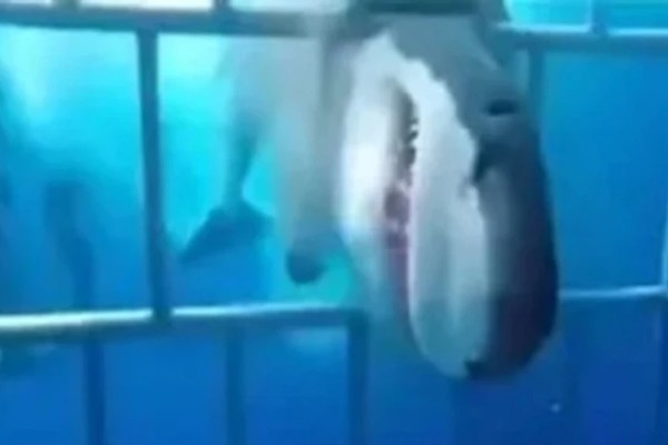 Η τρομακτική στιγμή που μεγάλος λευκός καρχαρίας επιτίθεται σε δύτες μέσα σε κλουβί