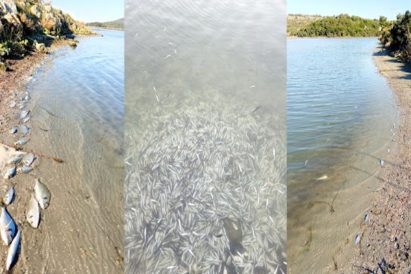 Θλιβερές εικόνες: Νεκρά από το ψύχος περίπου 370.000 ψάρια στη λιμνοθάλασσα Δρεπάνου (photos-video)