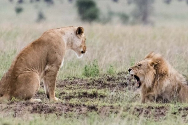 Η απίστευτη σκηνή ζηλοτυπίας ανάμεσα σε ένα ζευγάρι λιονταριών (εικόνες)