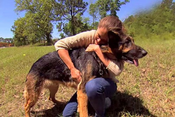 Ήρωας: Αδέσποτο σκυλί σώζει γυναίκα που παραλίγο να πεθάνει σε τροχαίο (Βίντεο)