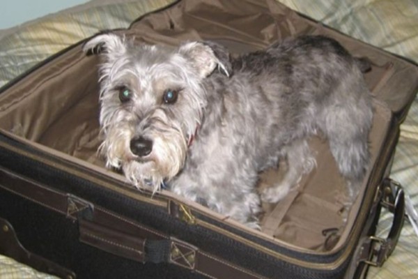 Συγκινητικό: Αυτός ο σκύλος μπήκε κρυφά σε βαλίτσα για να επισκεφτεί την ετοιμοθάνατη ιδιοκτήτρια του - Η αντίδραση της όταν τον είδε...