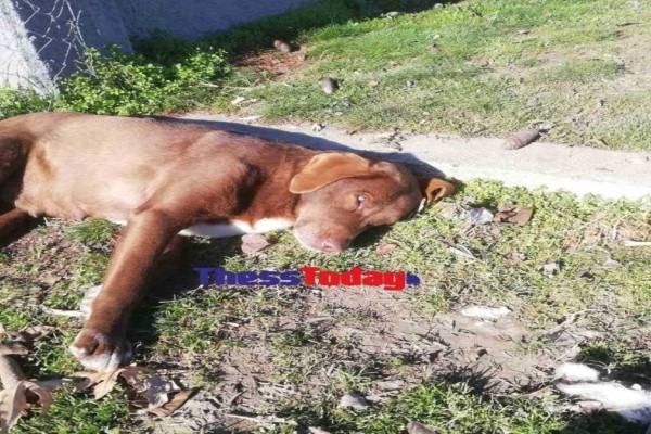Νάουσα: Επικηρύχθηκε το «τέρας» που σκότωσε την τυφλή σκυλίτσα