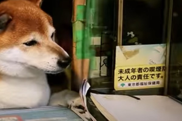 Απίστευτο: Αυτός ο σκύλος έχει το δικό του μαγαζί και πουλάει Tobacco (Βίντεο)
