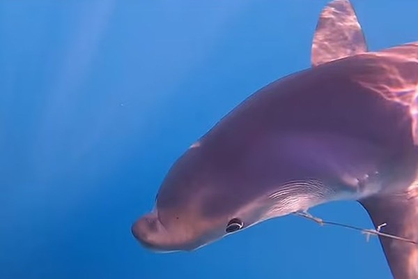 Απίστευτο! Ψαράδες βρήκαν μπλε καρχαρία με πρόσωπο δελφινιού (video)