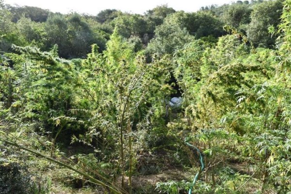 Καλλιεργούσε δέντρο κάνναβης στη Φλώρινα - Τον «τσάκωσαν» οι αστυνομικοί στην οικία του