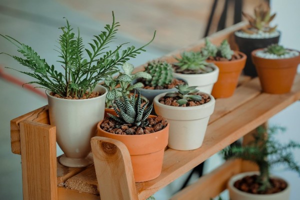 Δώσε βάση: Με αυτά τα φυτά θα φέρεις θετική ενέργεια στο σπίτι σου