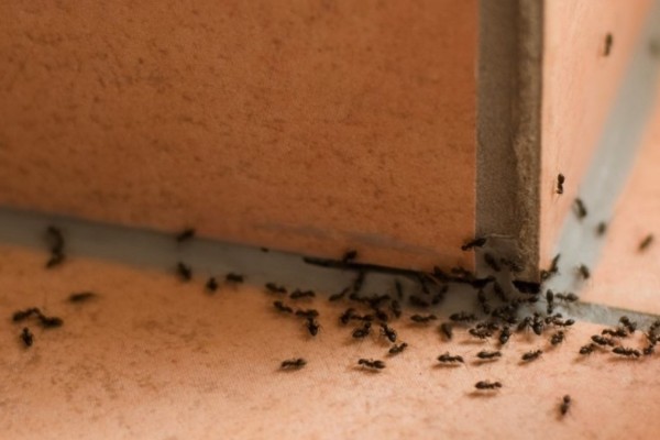Αυτό είναι το απίθανο κόλπο που κρατάει μακριά τα μυρμήγκια από το σπίτι σας