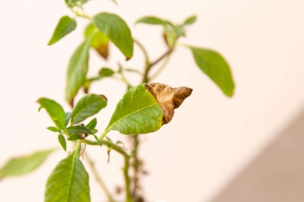 Το απίθανο μυστικό για να «αναστήσετε» τα μισοπεθαμένα φυτά σας