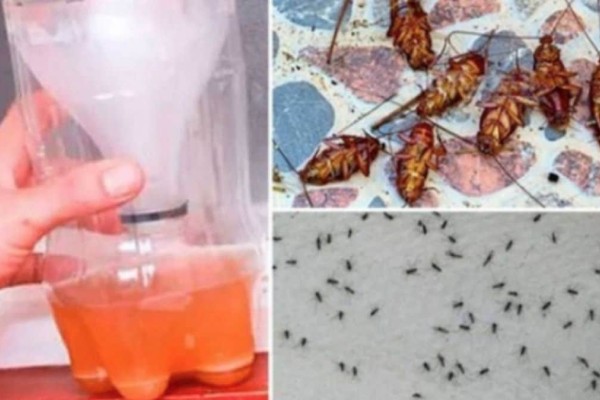 Κουνούπια και κατσαρίδες τέλος: Η πιο αποτελεσματική σπιτική συνταγή που υπόσχεται να τα εξολοθρεύσει
