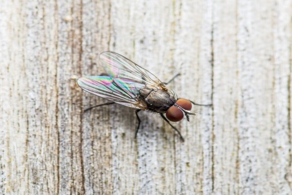 Διώξτε τις μύγες από το σπίτι σας με 6 φυσικούς τρόπους