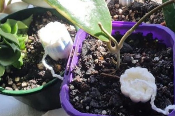 Απίστευτο κολπάκι: Ο λόγος που πρέπει να βάζετε ταμπόν στις γλάστρες με τα φυτά σας