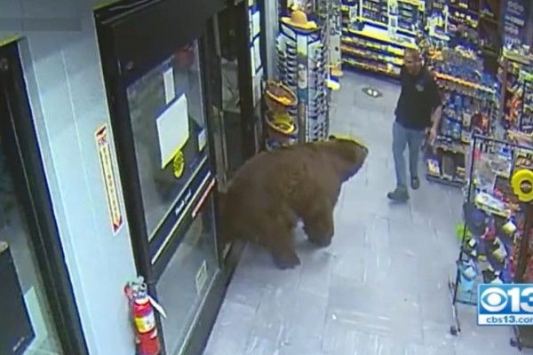 Αυτή η άγρια αρκούδα εισέβαλε σε μια πόλη - Αυτό που συνέβη δεν θα το πιστεύετε - Δείτε το συγκλονιστικό βίντεο