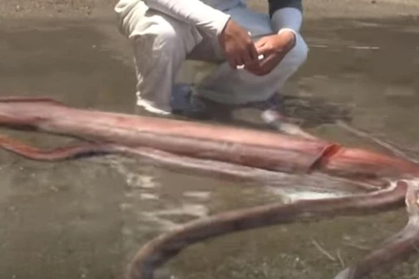 Ιαπωνία: Γιγαντιαίο καλαμάρι ξεβράστηκε ζωντανό σε ακτή της επαρχίας Φουκούι