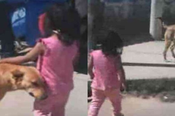 Της έσωσε τη ζωή: Σκύλος βρίσκει χαμένο τρίχρονο κοριτσάκι και το επιστρέφει σπίτι του