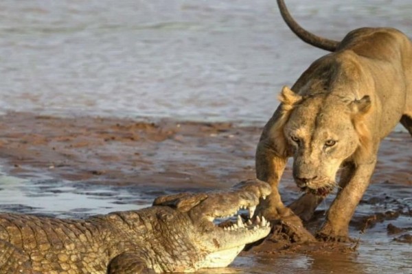 Λιοντάρι κολυμπά σε μυστήρια νερά και ξαφνικά εμφανίζεται κροκόδειλος - Η συνέχεια σοκάρει (Video)