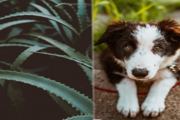 Βγάλτε τα από το σπίτι σας: 13 επικίνδυνα φυτά για τα σκυλιά