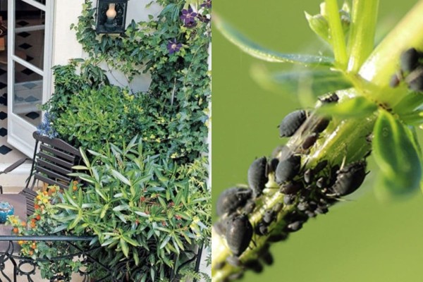 Διώξτε τα έντομα από το μπαλκόνι βάζοντας στα φυτά σας αυτό το φυσικό εντομοαπωθητικό