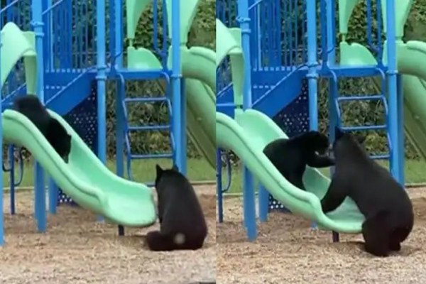 Αληθινή οικογένεια: Αρκούδα πήγε το μωρό της στην παιδική χαρά και εκείνο ξετρελάθηκε - Δείτε το βίντεο