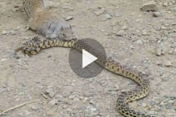 Το φίδι επιτέθηκε στον ανυπεράσπιστο σκίουρο για να τον φάει. Προσέξτε όμως την αντίδραση του σκίουρου