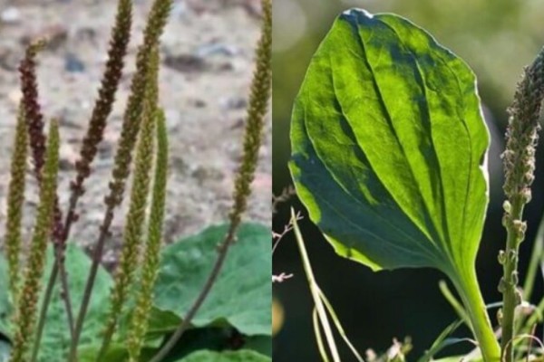 Το «φύλλο» της γιαγιάς: Αυτό είναι το φυτό που γιατρεύει πολλές ασθένειες και φυτρώνει σε κάθε κήπο 