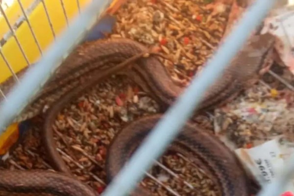 Πανικός στην Πρέβεζα: Φίδι τρύπωσε σε κλουβί και καταβρόχθισε 16 καναρίνια! (video)