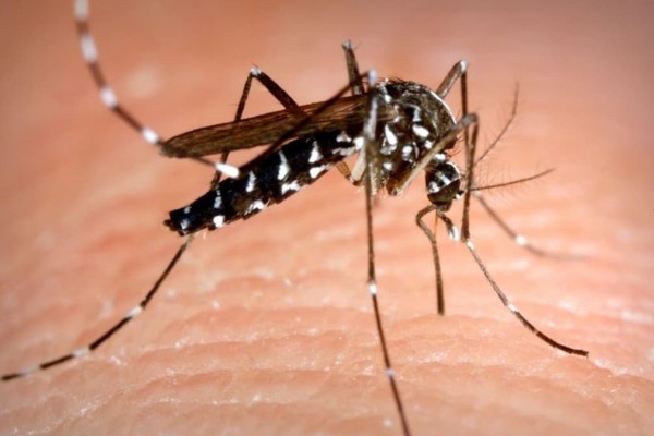 Σε κάποια δεν αρέσει καθόλου το αίμα: 4 fun facts για τα κουνούπια που αγνοούσαμε όλοι!