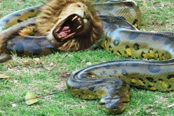 Θανάσιμη μάχη: Λιοντάρι εναντίον... φίδι ανακόντα (Video)