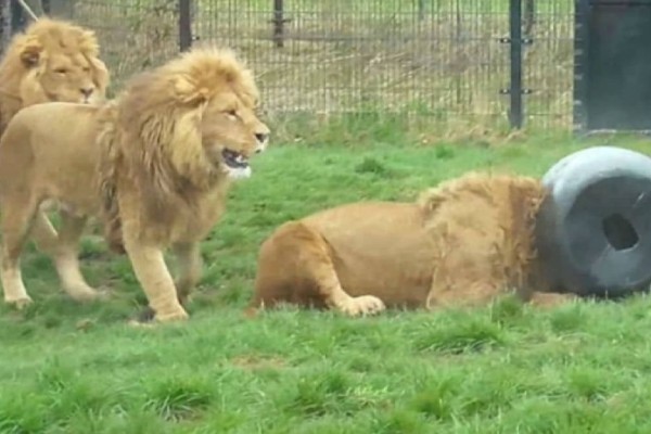 Λιοντάρι έβαλε το κεφάλι του σε ένα βαρέλι - Αυτό που έγινε στη συνέχεια θα σας κάνει να «παγώσετε» (Video)