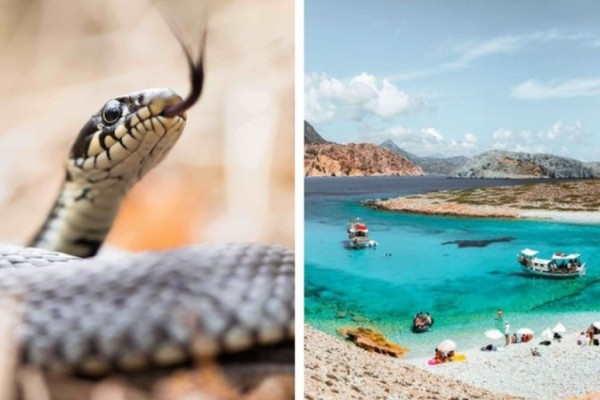 Αυτό είναι το ελληνικό νησί που δεν έχει καθόλου φίδια!