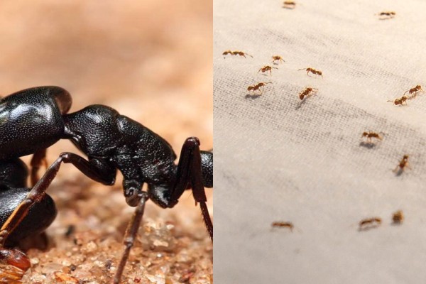 Μυρμήγκια παρελθόν: Αυτό είναι το φυσικό εντομοαπωθητικό μα βάση τη κανέλα που θα τα διώξει από το σπίτι