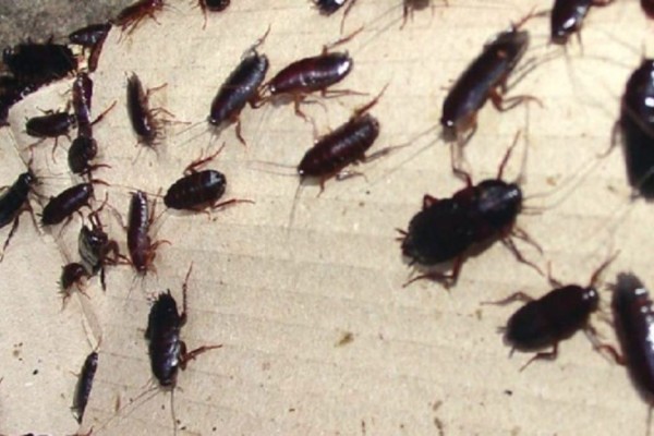 Τρόμος στο σπίτι τέλος: 3 φυσικοί τρόποι για να εξαφανίσεις τις κατσαρίδες!