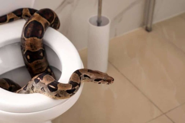 Φρίκη με «δράστη» φίδι: Τον δάγκωσε πύθωνας στα γεννητικά όργανα μέσα από την λεκάνη της τουαλέτας!