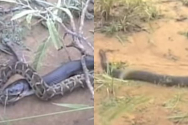 Κόβει την ανάσα: Φίδι τρώει φίδι μετά από συγκλονιστική μονομαχία (video)