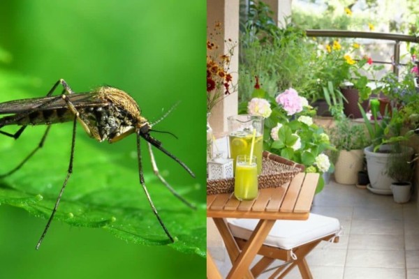 Αντίο κουνούπια! 3 βήματα για να απαλλαγείτε από τον καλοκαιρινό εφιάλτη χωρίς χρήση αντικουνουπικών