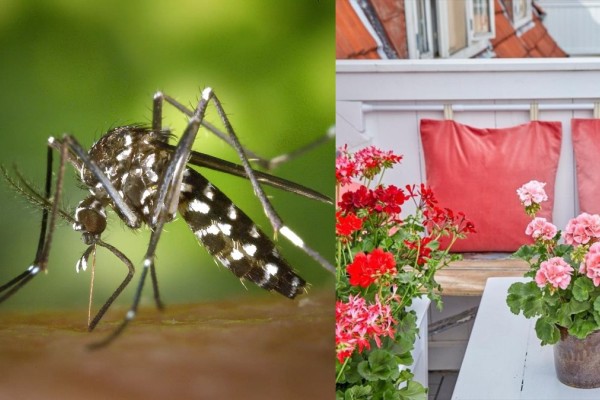 4+1 μυστικά για να μην σας τσιμπήσουν τα κουνούπια το καλοκαίρι