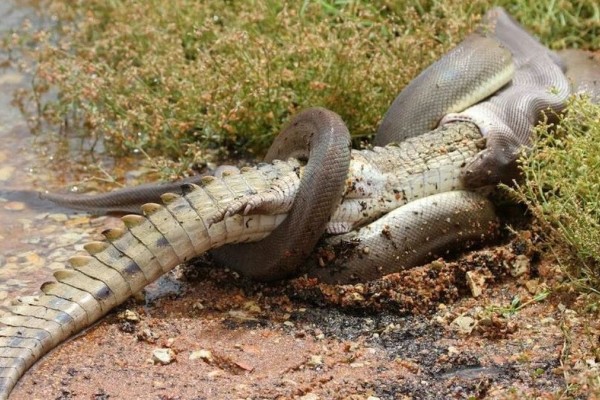 Φίδι καταπίνει κροκόδειλο μετά από 5ωρη μάχη!