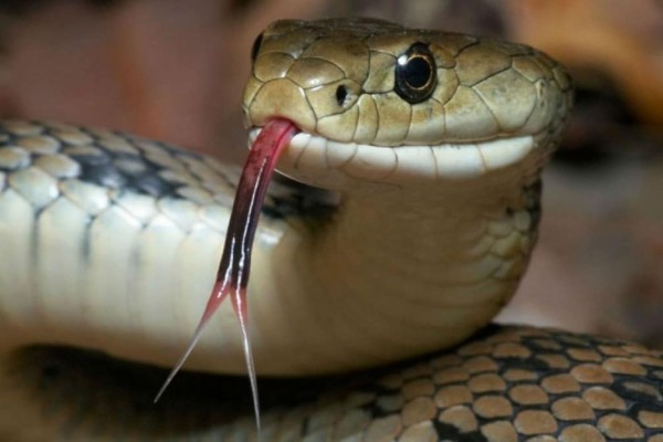 Αδιανόητο: Μόλις δείτε σε τι είναι εθισμένο αυτό το φίδι θα πάθετε σοκ!