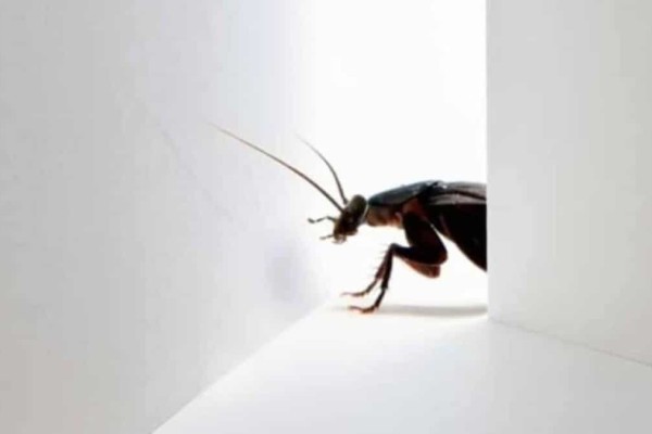Πείτε «bye-bye» στις κατσαρίδες: Το μοναδικό τρόφιμο που μπορεί να τις «εξαφανίσει» σε δευτερόλεπτα!