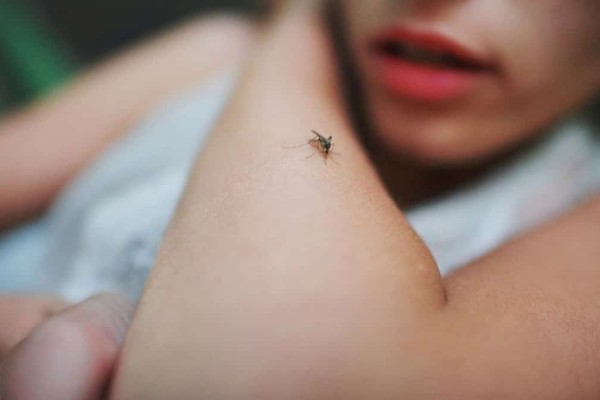 Κουνούπια - Γιατί έχουν προτιμήσεις; Τα 10 βασικά πράγματα που δε γνωρίζατε για τους ενοχλητικούς επισκέπτες του καλοκαιριού